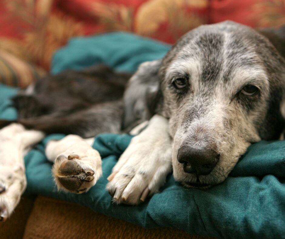 The Pet-Human Bond